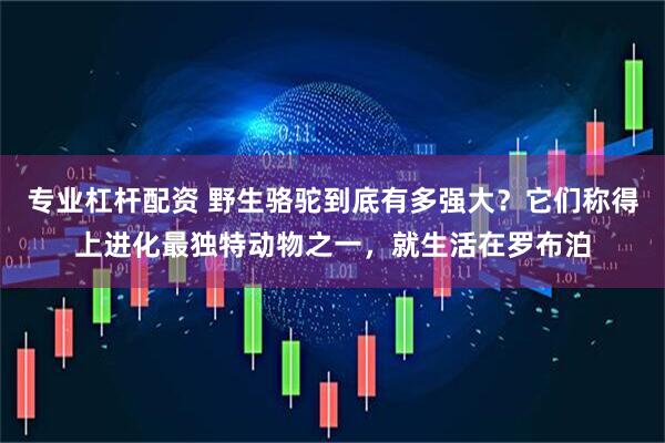 专业杠杆配资 野生骆驼到底有多强大？它们称得上进化最独特动物之一，就生活在罗布泊